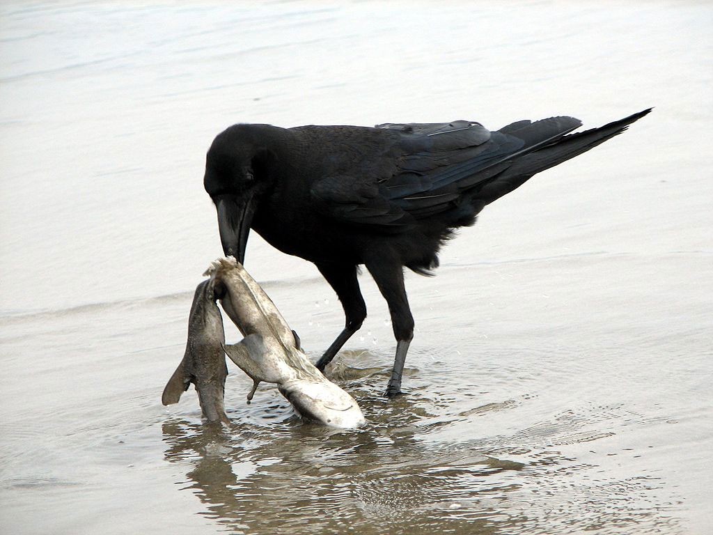 deadshark