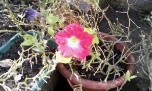 IMG_20150907_115700
