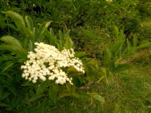 IMG_20160618_134332