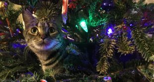 catchristmas.jpg